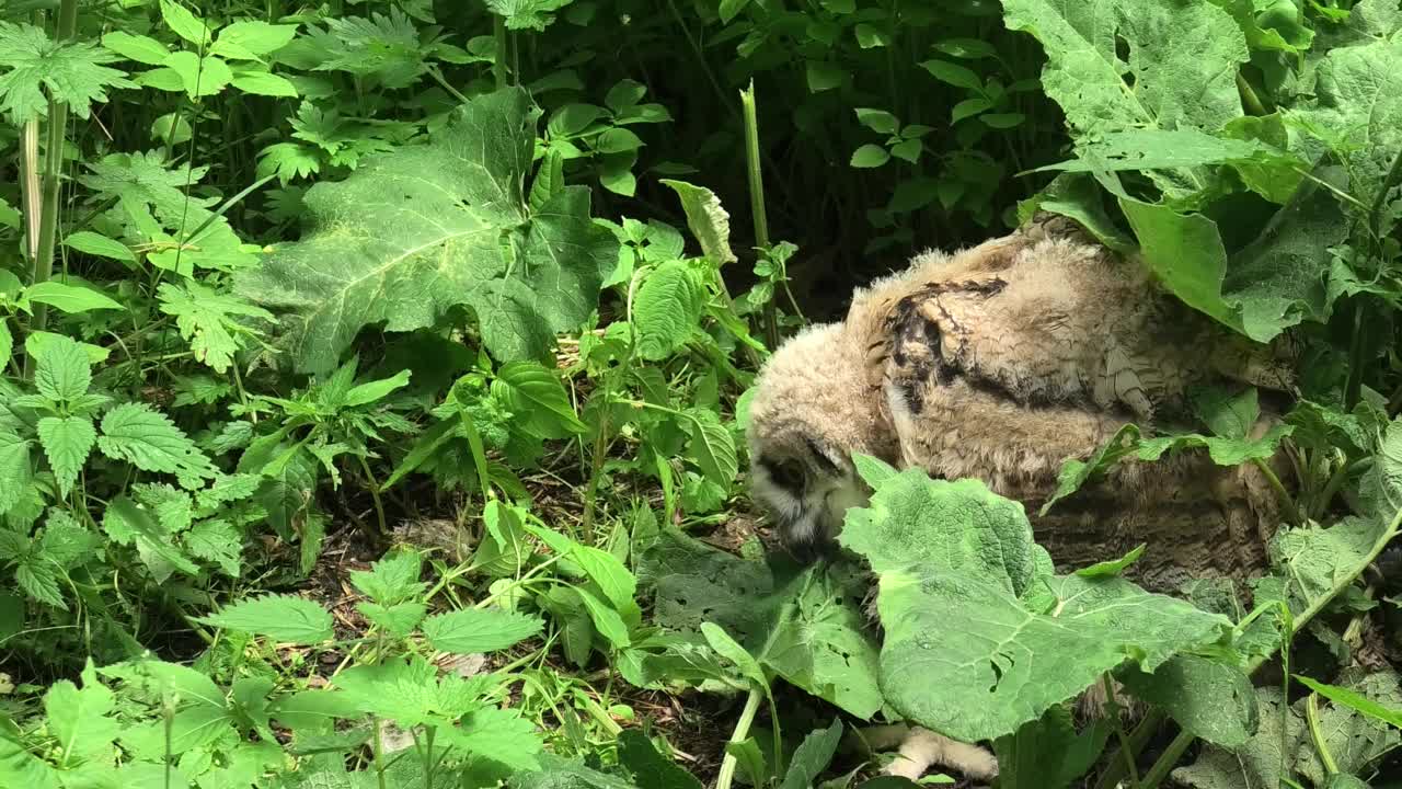 欧亚鹰鸮雏鸟站在绿草地上(噗噗)视频下载