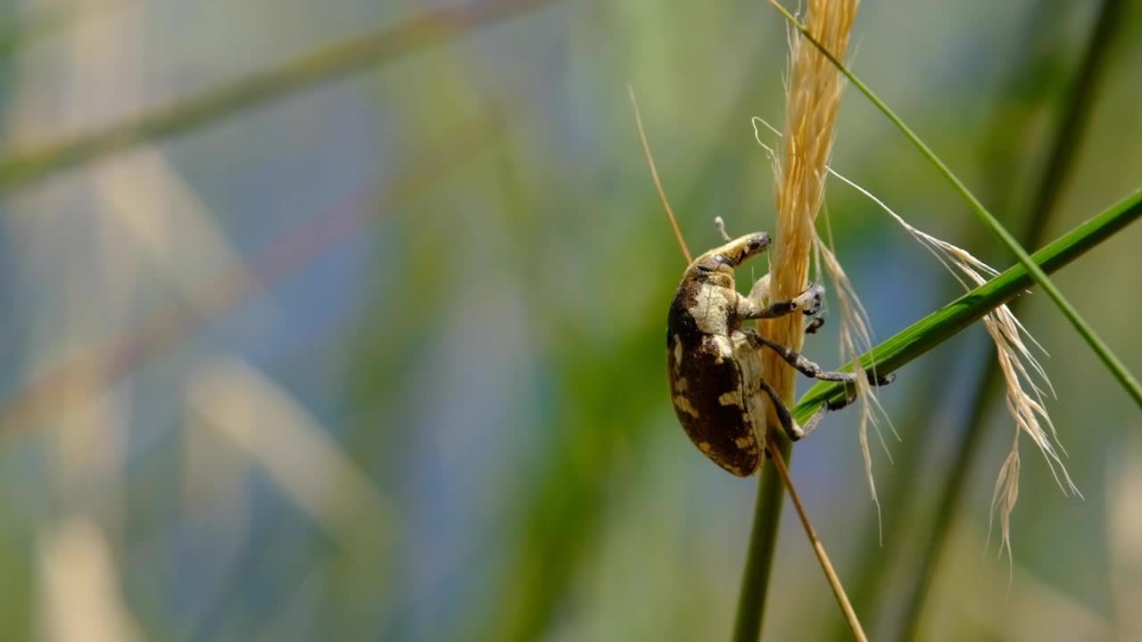 Larinus甲虫视频下载