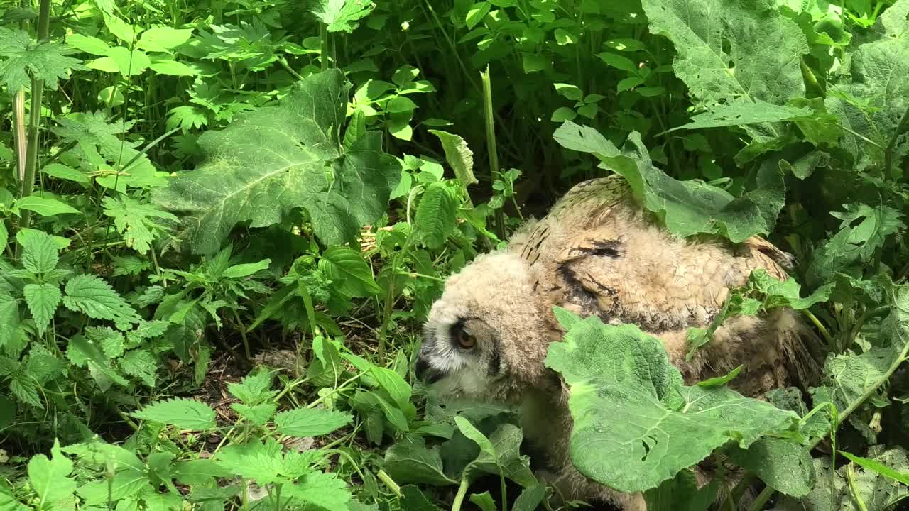 欧亚鹰鸮雏鸟站在绿草地上(噗噗)视频下载