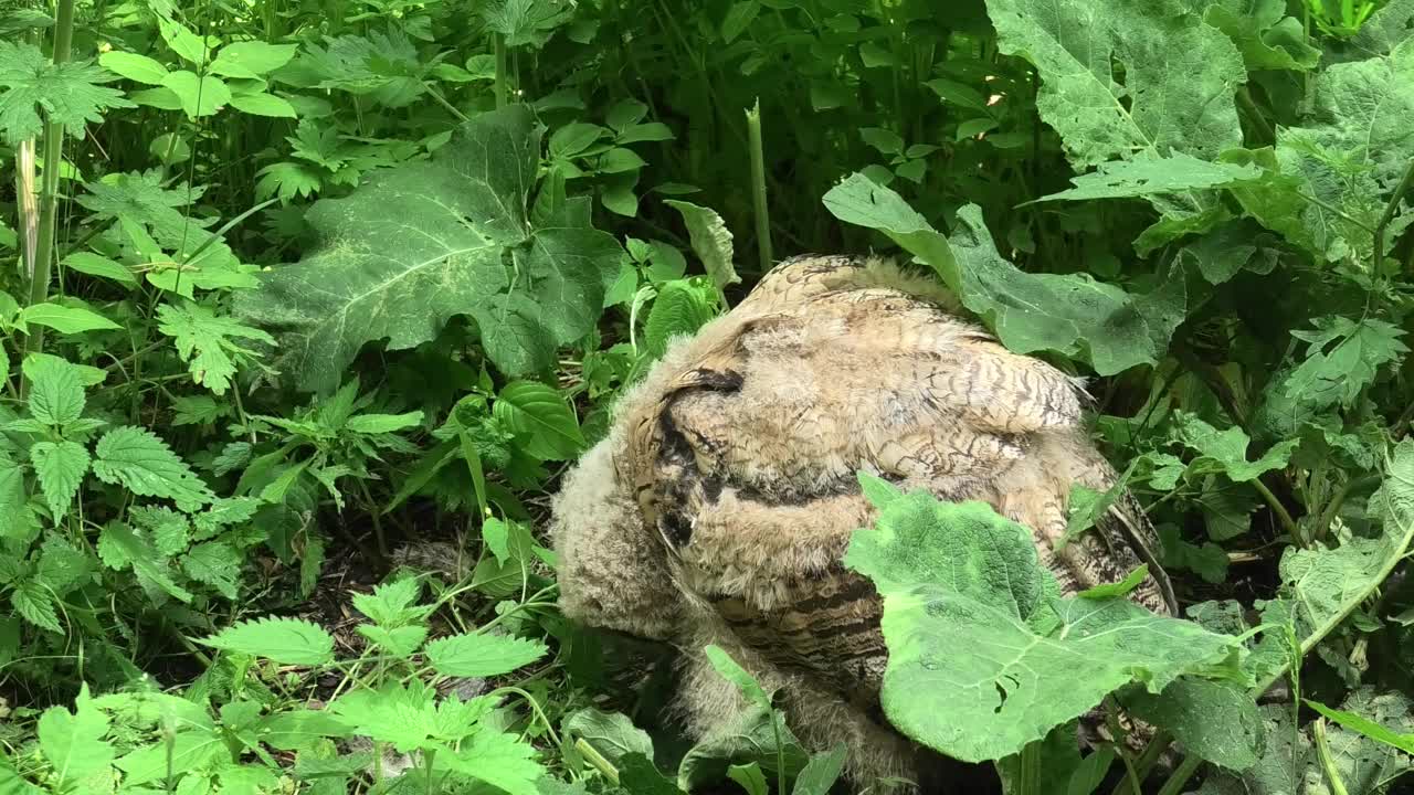 欧亚鹰鸮雏鸟站在绿草地上(噗噗)视频下载