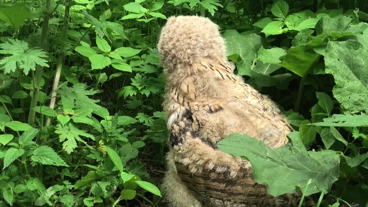 欧亚鹰鸮雏鸟站在绿草地上(噗噗)视频素材