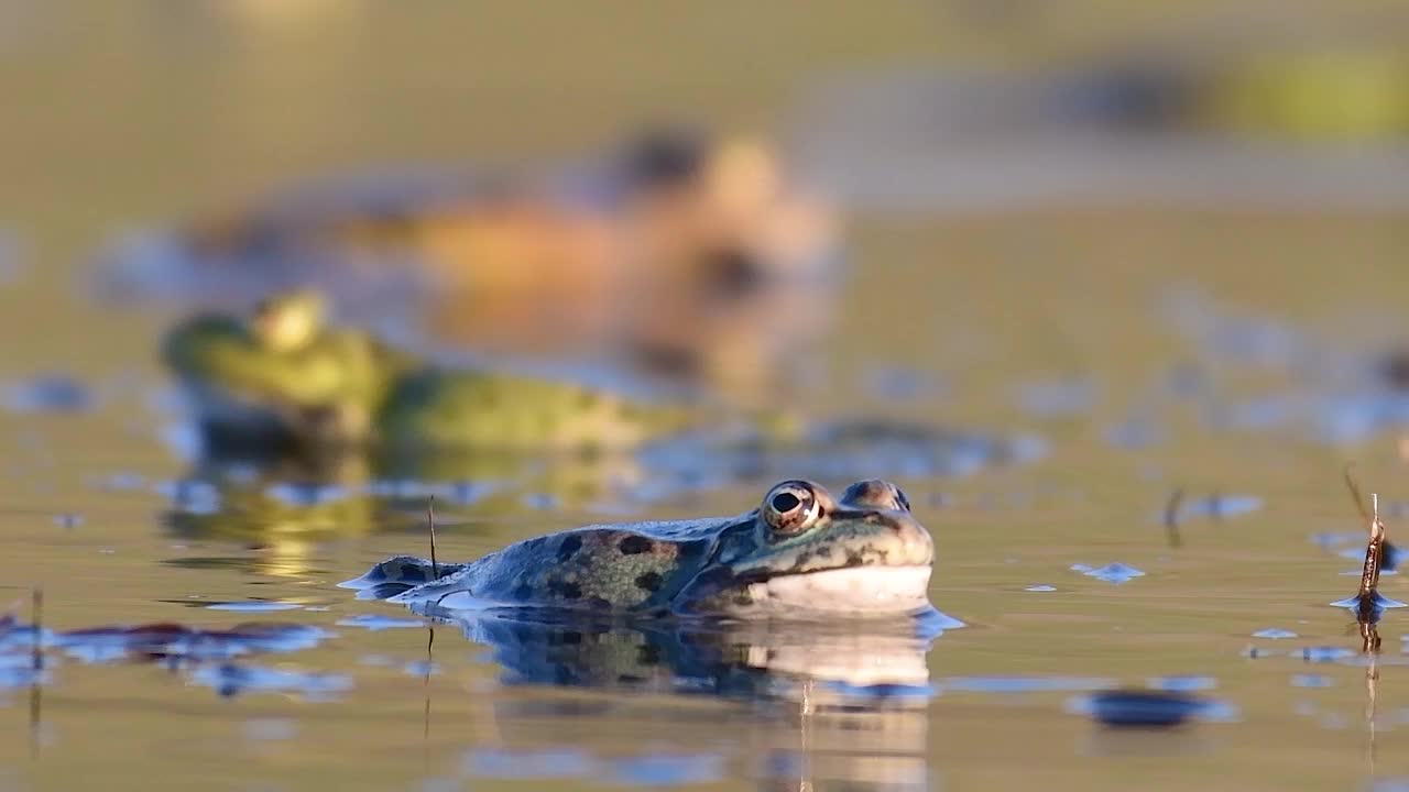 绿沼泽蛙，Pelophylax ridibundus，在美丽的灯光下呱呱叫视频素材