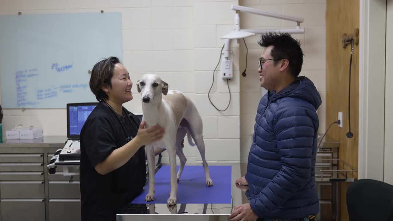 宠物体检，犬类护理。视频素材