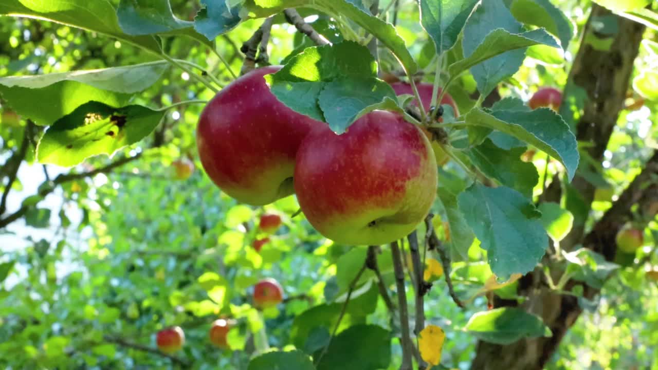 花园里树上成熟多汁的绿苹果和红苹果。收获季节的苹果和水果视频下载