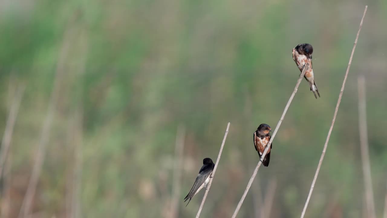 小燕子(Hirundo rustica)视频素材