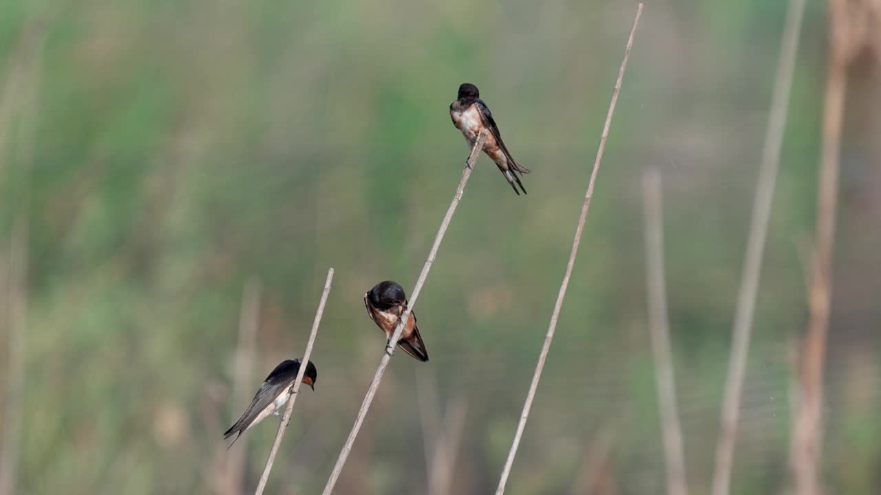 小燕子(Hirundo rustica)视频素材