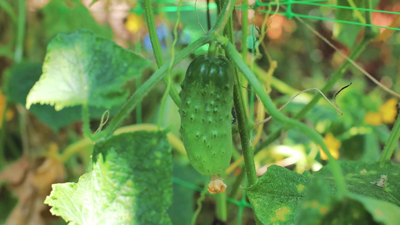 花园里青青的小黄瓜视频下载