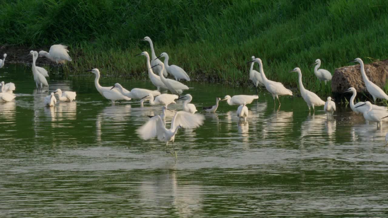 小白鹭(Egretta garzetta)视频下载