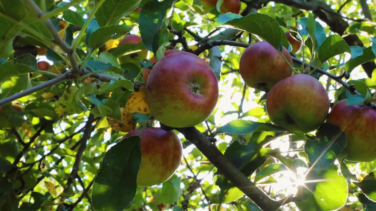 花园里树上成熟多汁的绿苹果和红苹果。收获季节的苹果和水果视频下载