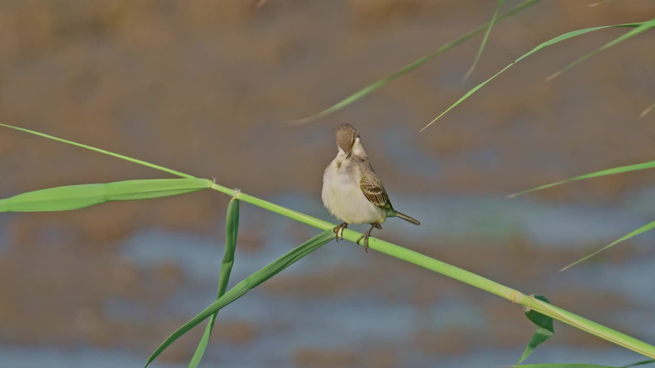 西部黄鹡鸰(Motacilla flava)视频素材