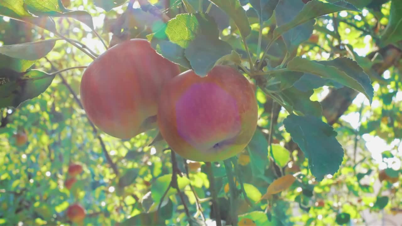 花园里树上成熟多汁的绿苹果和红苹果。收获季节的苹果和水果视频素材