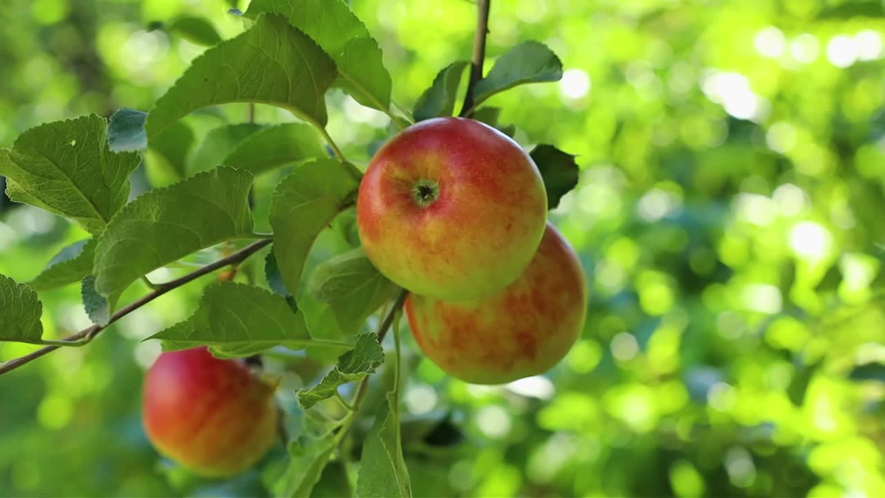 花园里树上成熟多汁的绿苹果和红苹果。收获季节的苹果和水果视频素材