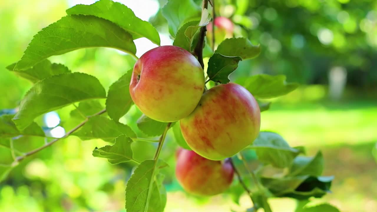 花园里树上成熟多汁的绿苹果和红苹果。收获季节的苹果和水果视频素材