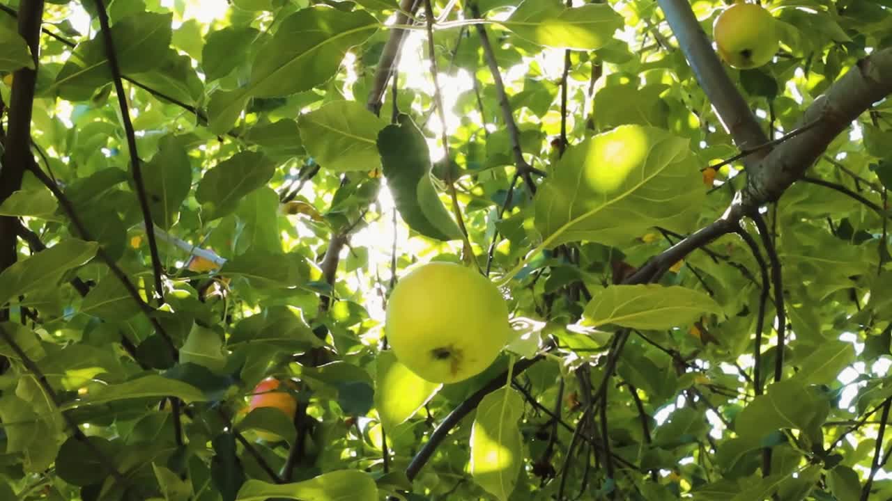 花园里树上成熟多汁的绿苹果和红苹果。收获季节的苹果和水果视频素材