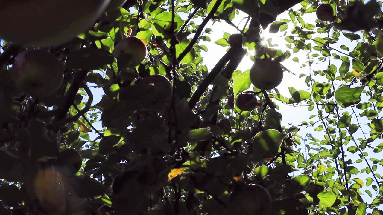 花园里树上成熟多汁的绿苹果和红苹果。收获季节的苹果和水果视频素材