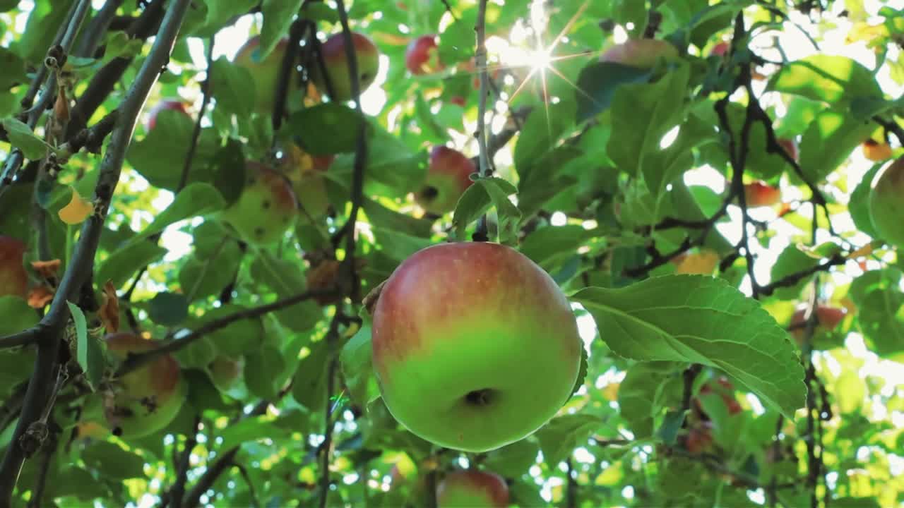 花园里树上成熟多汁的绿苹果和红苹果。收获季节的苹果和水果视频素材