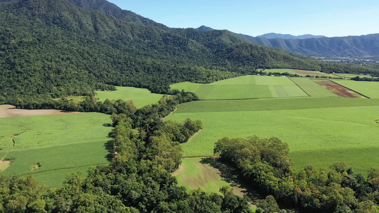 在一个充满生机勃勃的绿色植物和风景优美的阳光明媚的日子里，探索昆士兰凯恩斯郁郁葱葱的甘蔗田视频素材