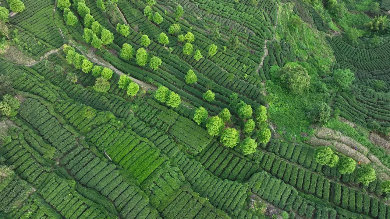 航拍中国茶园景观视频下载