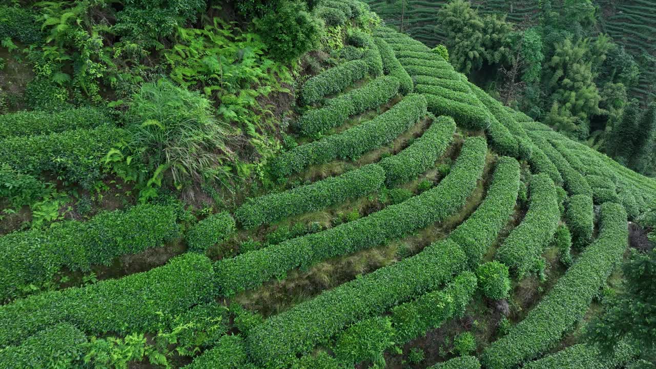 航拍中国茶园景观视频下载