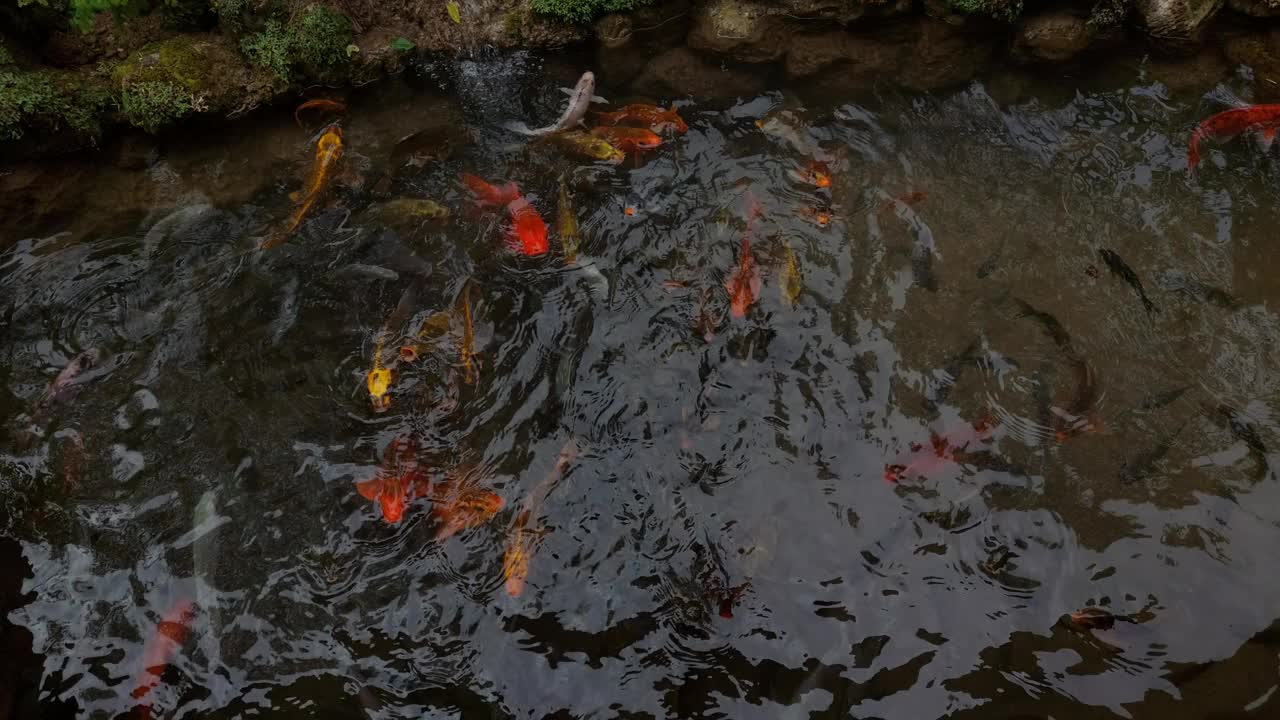 一群鱼视频下载