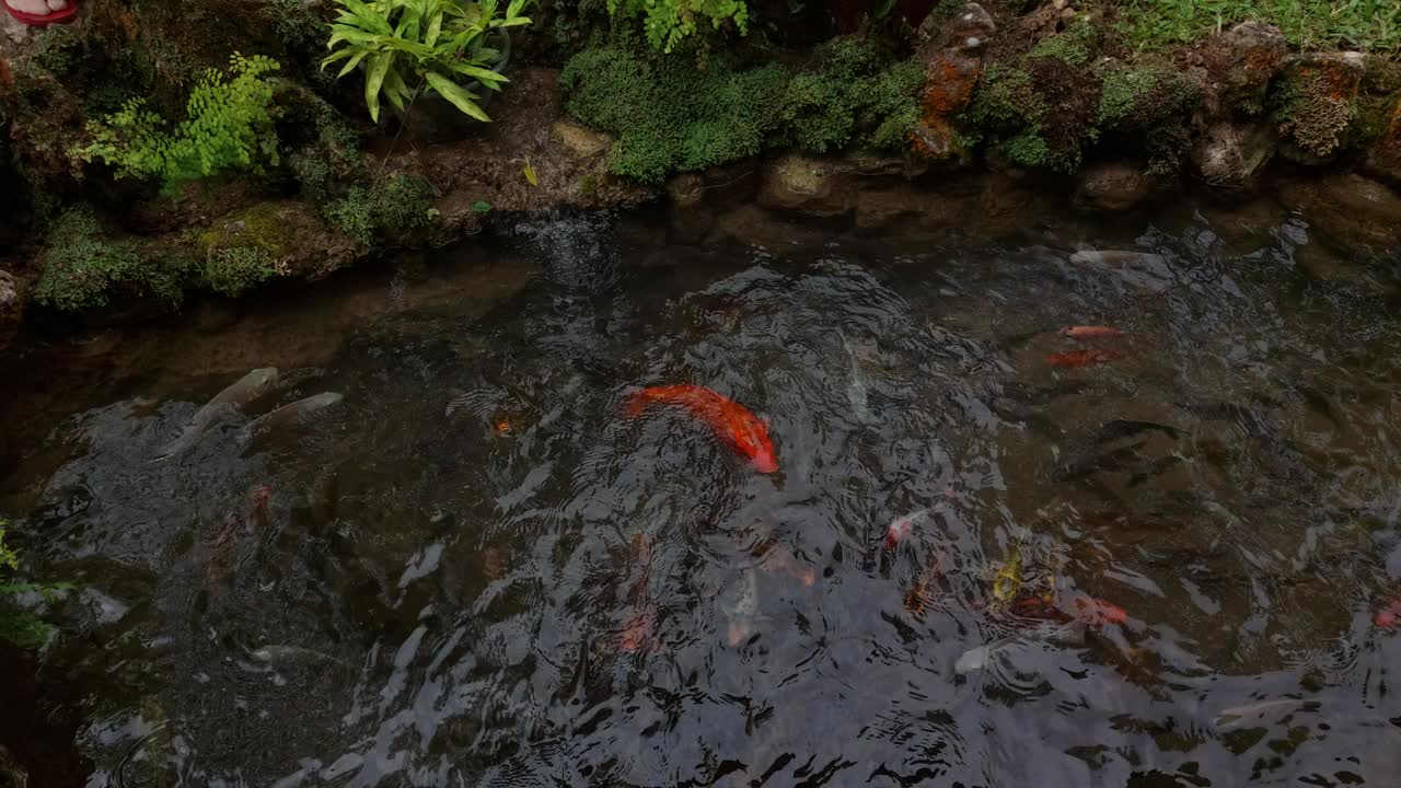 一群鱼视频素材