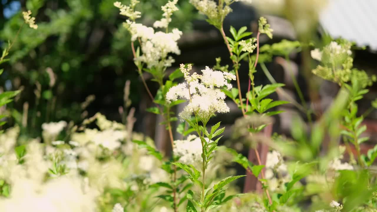 这种植物长期以来一直被用于民间医学。视频下载