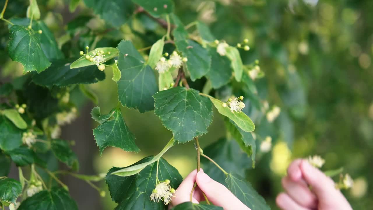 采收椴树花的过程。视频下载