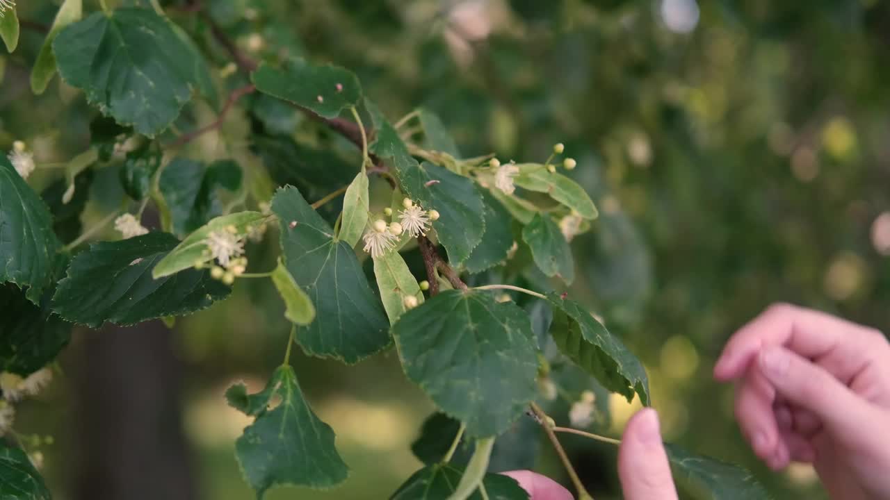 采收椴树花的过程。视频下载