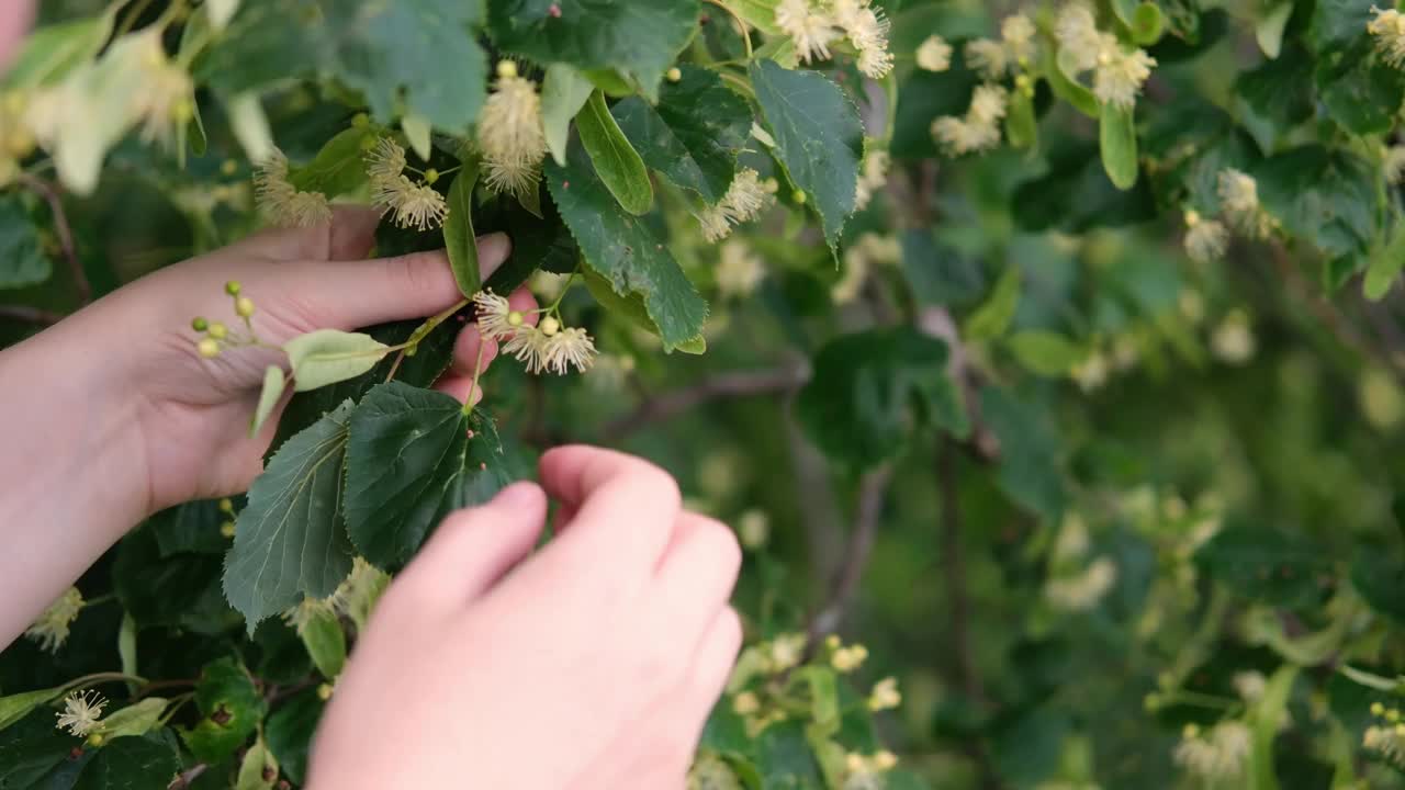 那个女人的手正在采摘菩提花。视频下载