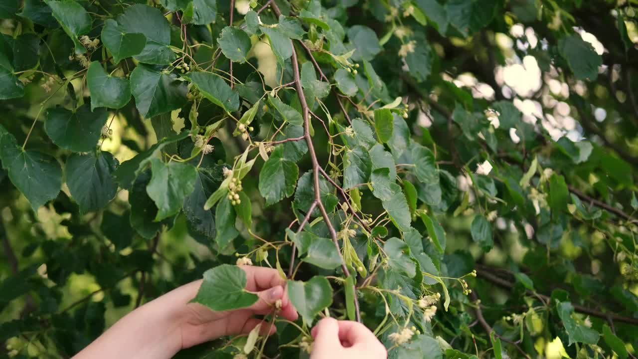 菩提树花对人类有用的野生植物，特别是在感冒期间视频下载