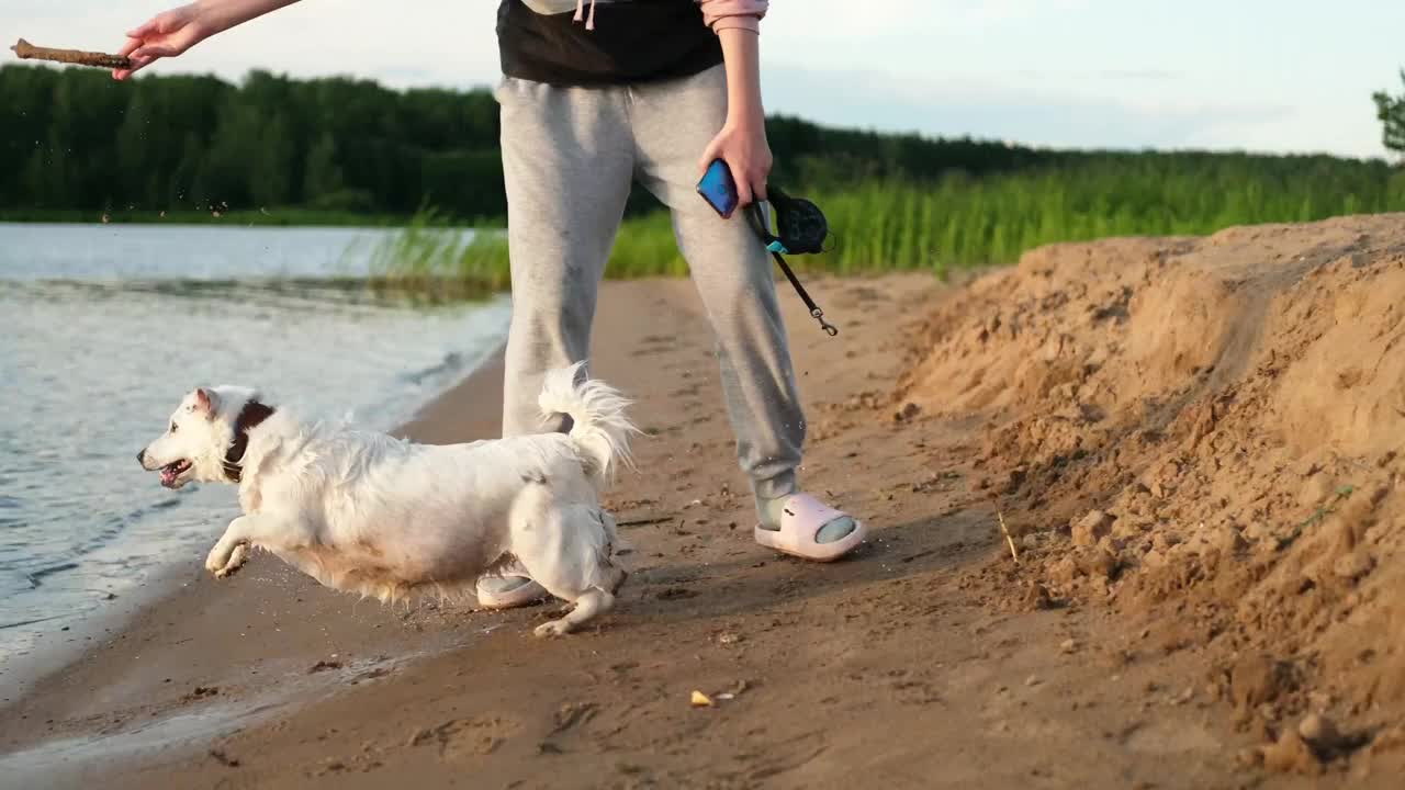 日落时分，一只白色的狗在河里游泳。新鲜空气，休息，夏天。视频下载