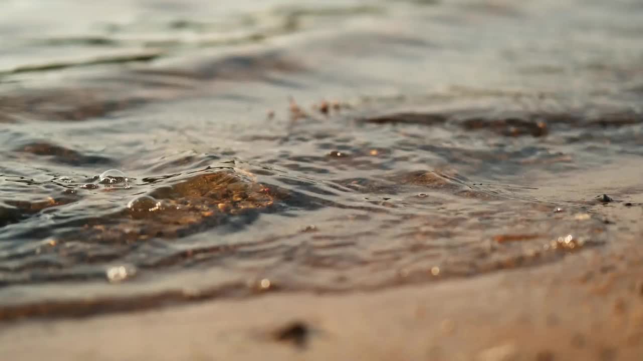 有一只可爱的杰克罗素梗在河里游泳。视频下载