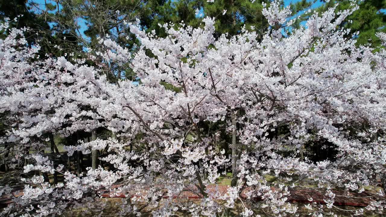 路边樱花春天盛开的航拍照片视频素材