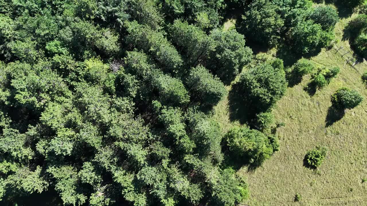 在夏日午后明亮的阳光下，充满活力的绿色树冠覆盖着起伏的山丘视频下载