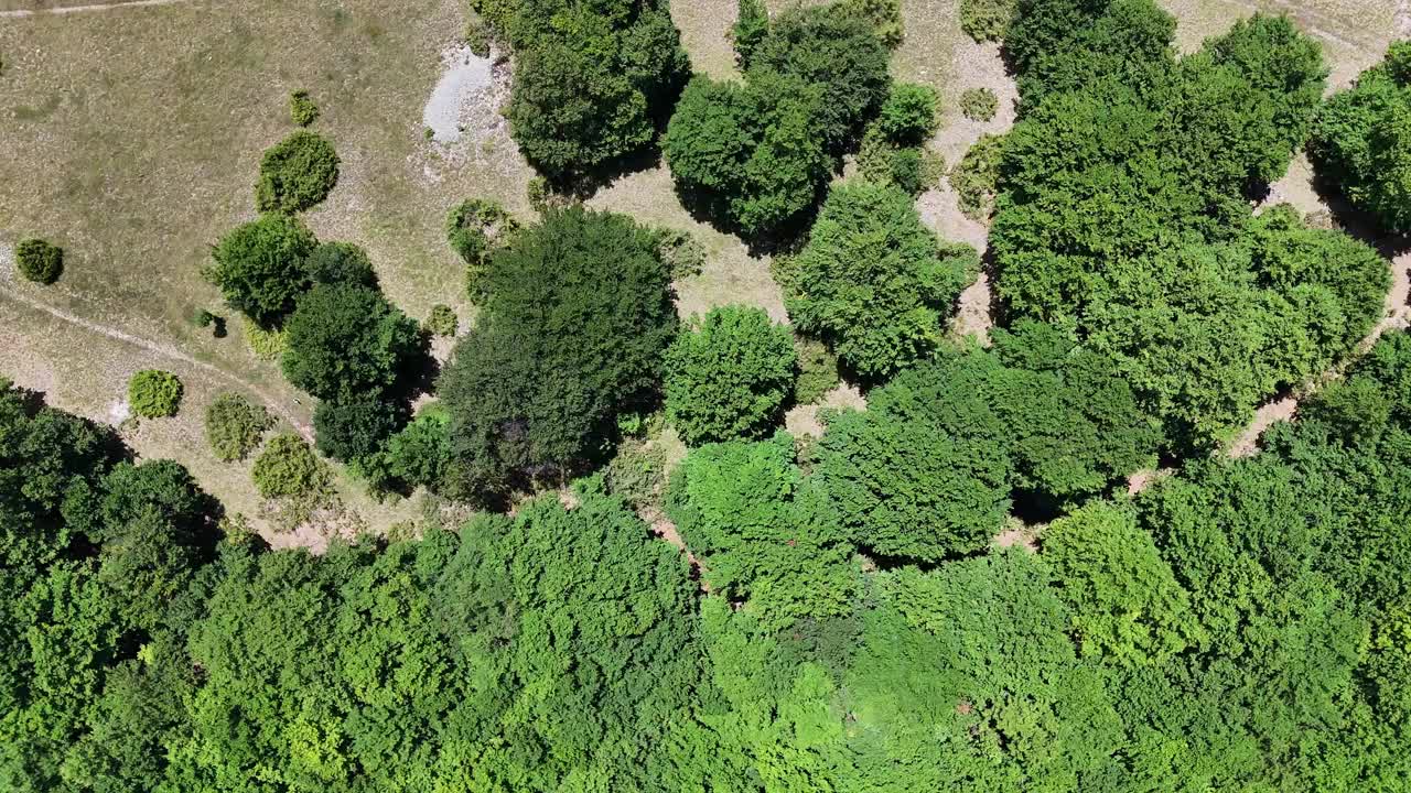 在夏日午后明亮的阳光下，充满活力的绿色树冠覆盖着起伏的山丘视频下载