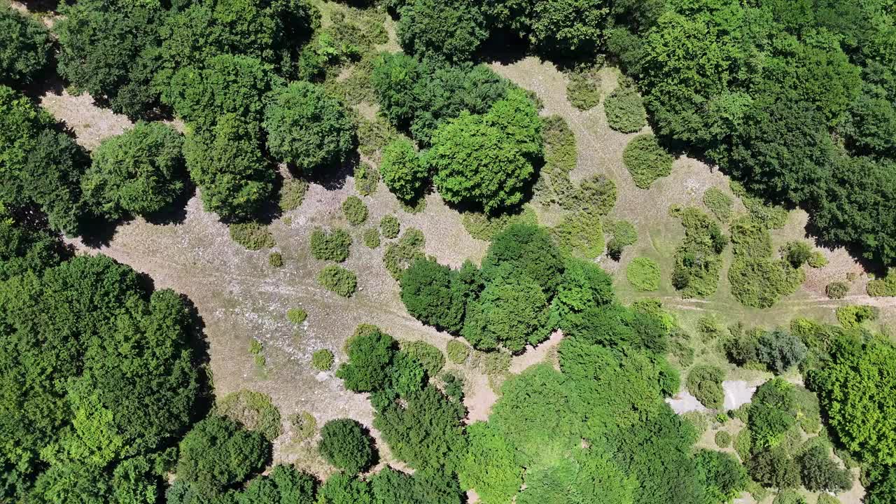 在夏日午后明亮的阳光下，充满活力的绿色树冠覆盖着起伏的山丘视频素材