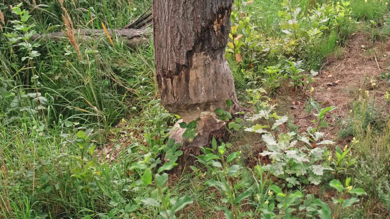 大树干底部被野海狸啃咬损坏视频素材