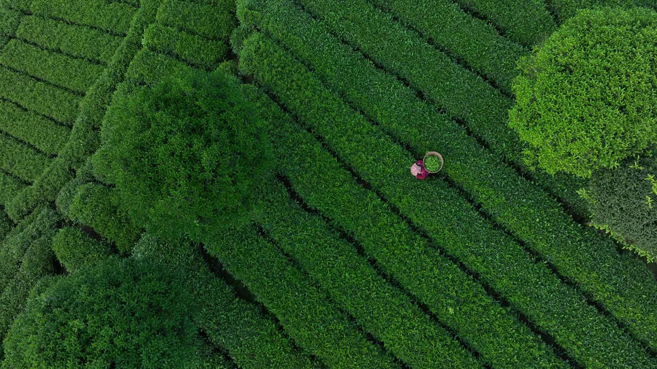 航拍中国茶园景观视频下载