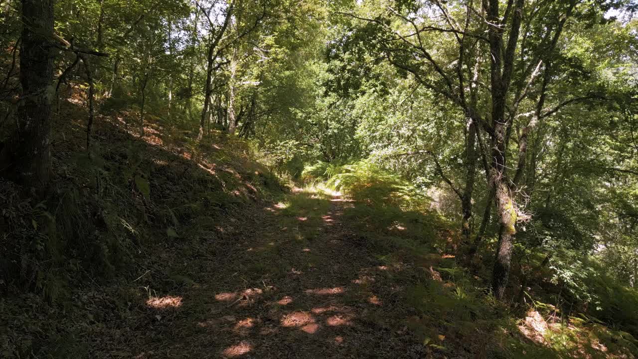 野蛮森林上的小路视频下载