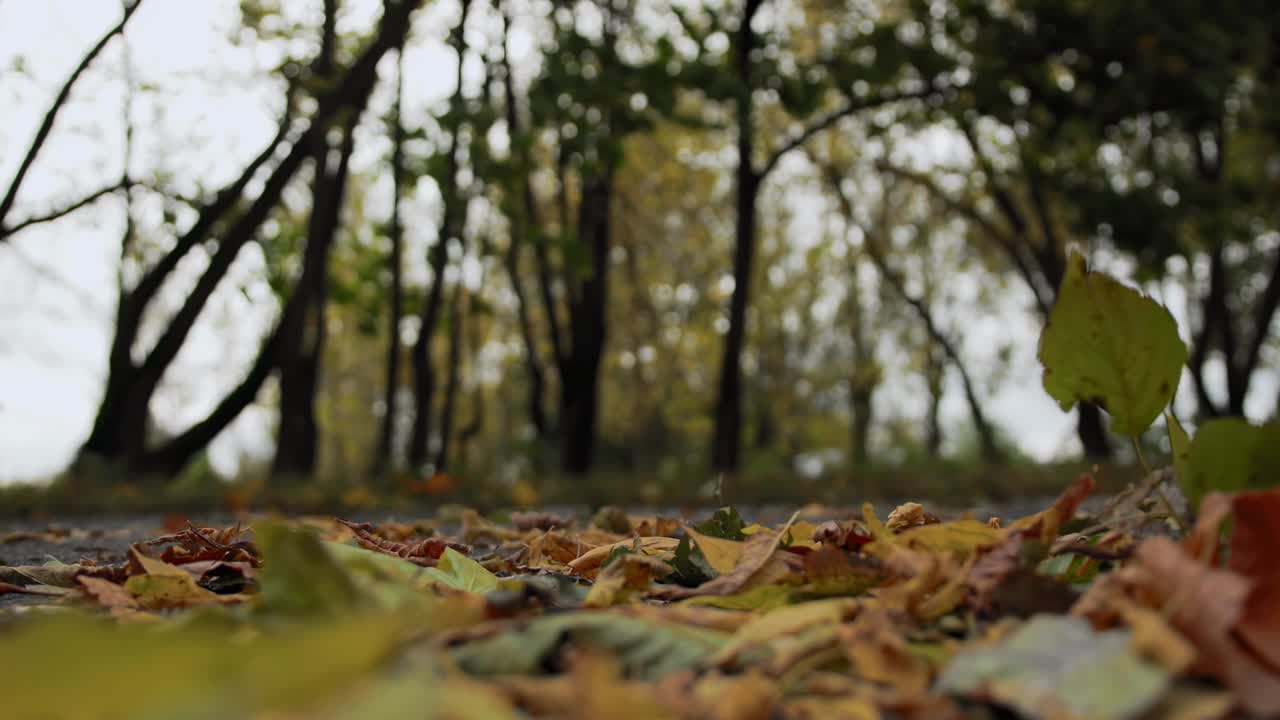 秋天公园的柏油路上，落叶随风飞舞。悲伤孤独的概念。9月10月。缓慢的运动。低角度视图。副本的空间。慢镜头x4视频下载