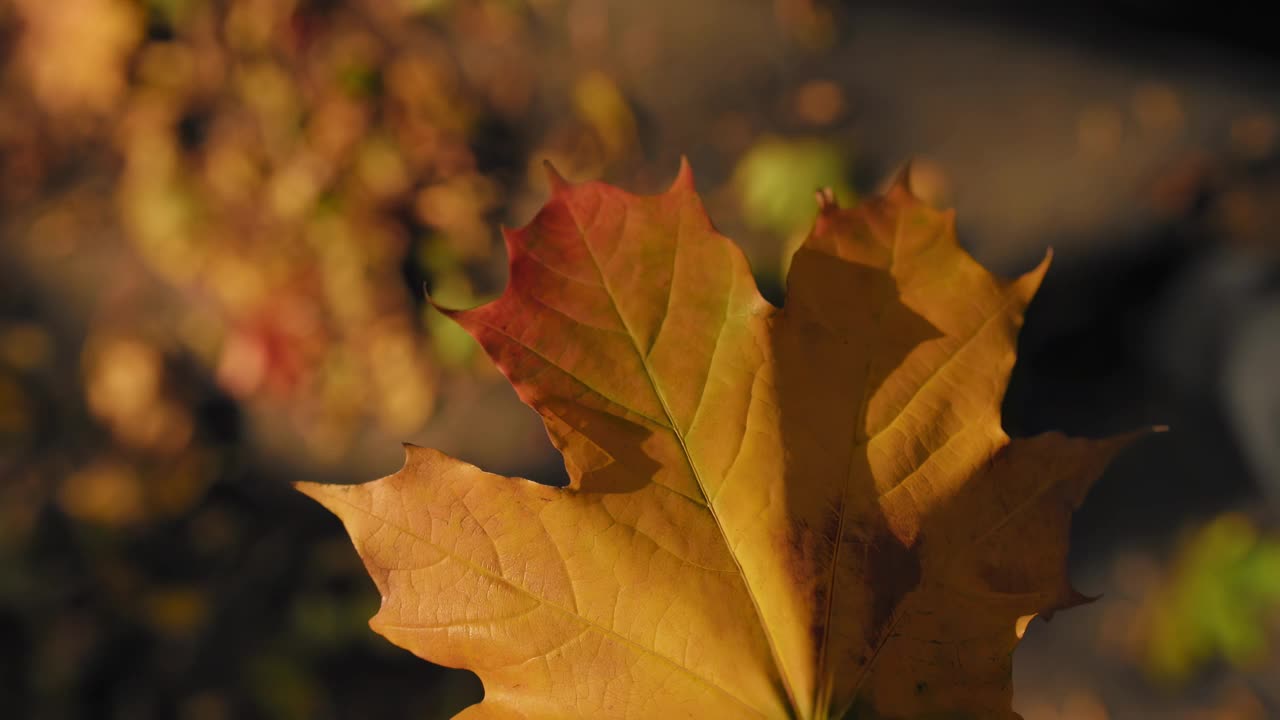 橙色的枫叶从树上飘落到地上，慢动作x4，特写视角。秋天,10月。温暖晴朗的天气。幸福希望心情。金色的秋天。印度夏天视频下载