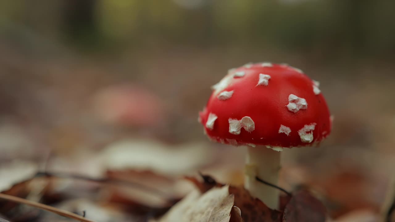 近景人在十月秋林用刀割毒伞，把飞木耳放在白柳条筐里。对剧毒蘑菇的无知对生命是危险的。觅食。架的焦点视频素材