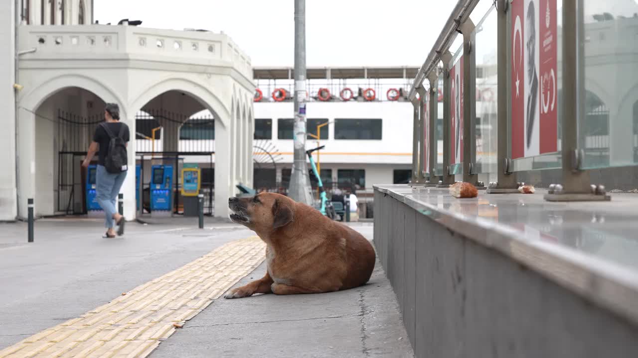 一只流浪狗躺在伊斯坦布尔的大街上视频素材