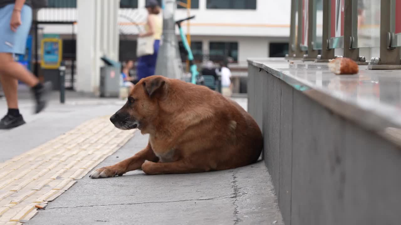 一只流浪狗躺在伊斯坦布尔的大街上视频素材