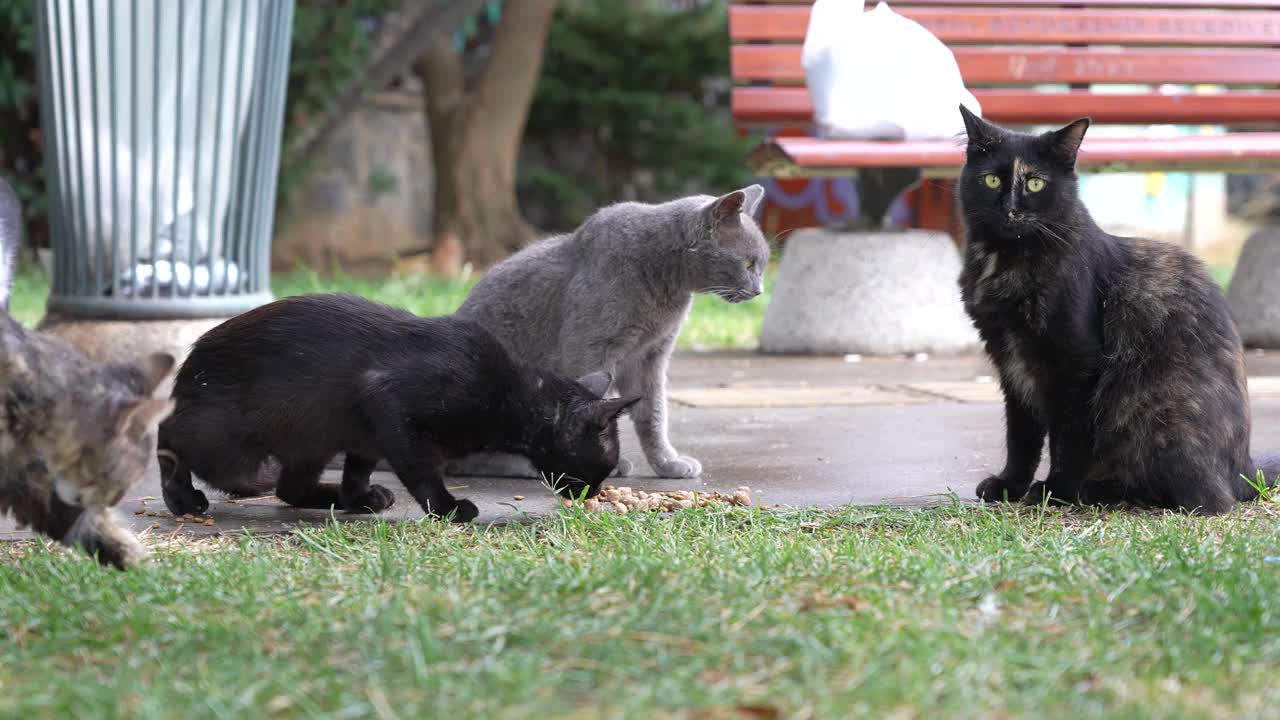 伊斯坦布尔的流浪猫吃着干粮视频素材