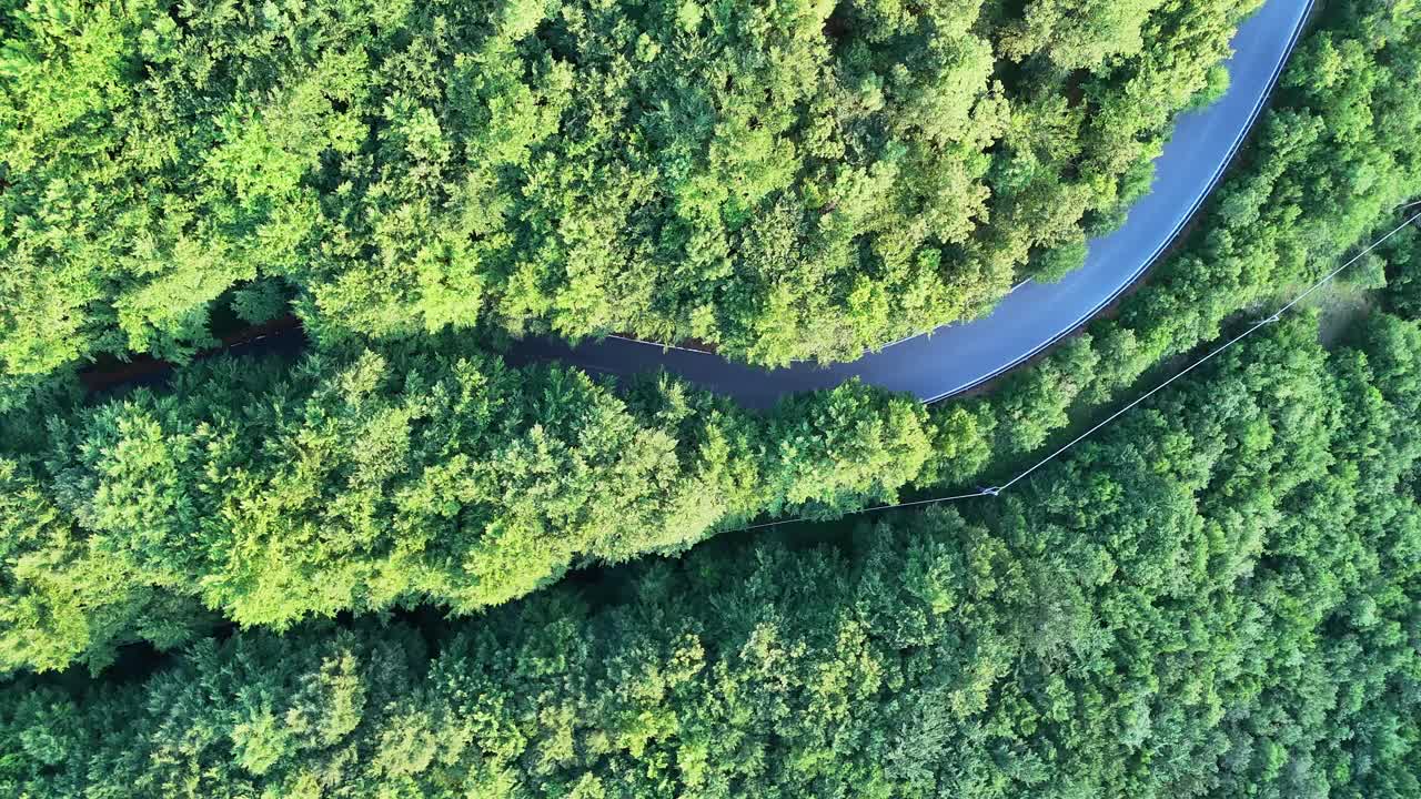 蜿蜒曲折的道路穿过郁郁葱葱的绿色森林在黎明的温柔的光视频下载