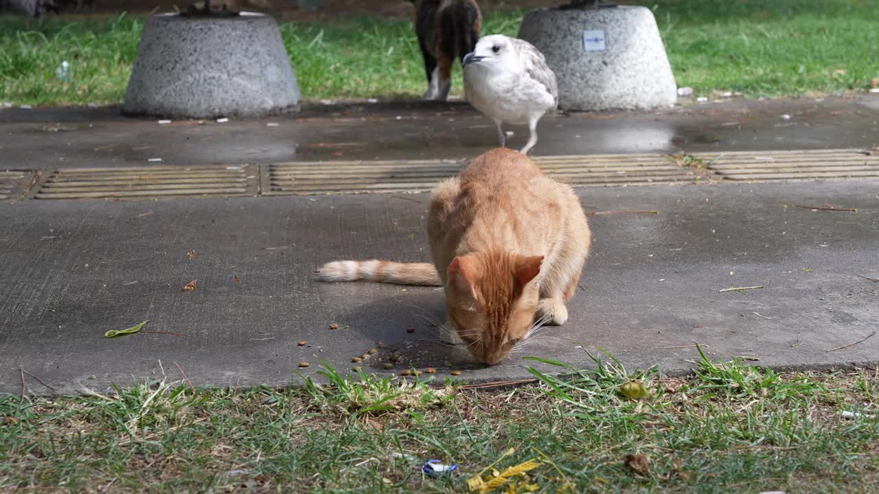 伊斯坦布尔街头的猫在吃干粮视频素材