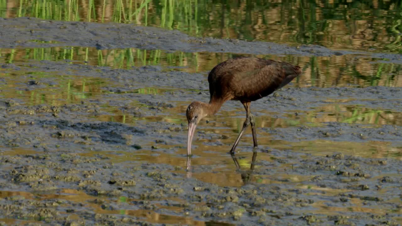 朱鹮(Plegadis falcinellus)进食视频素材