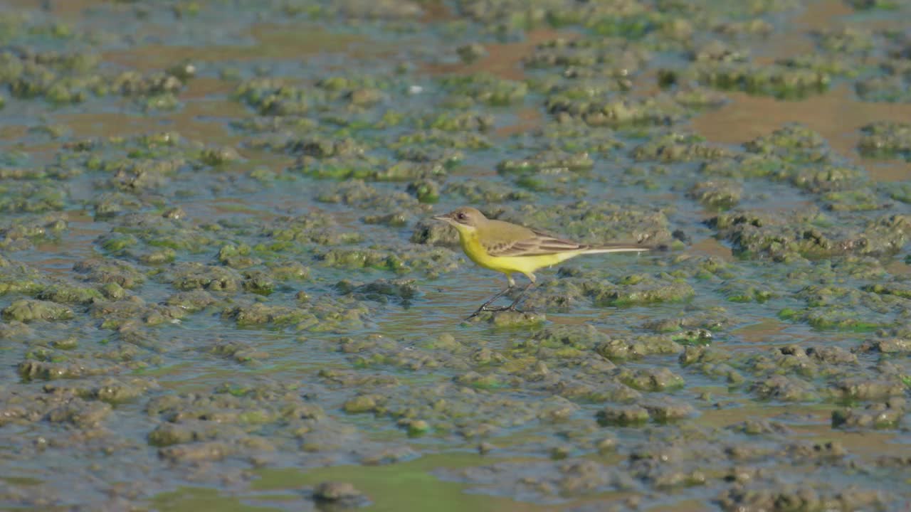 西部黄鹡鸰(Motacilla flava)视频素材