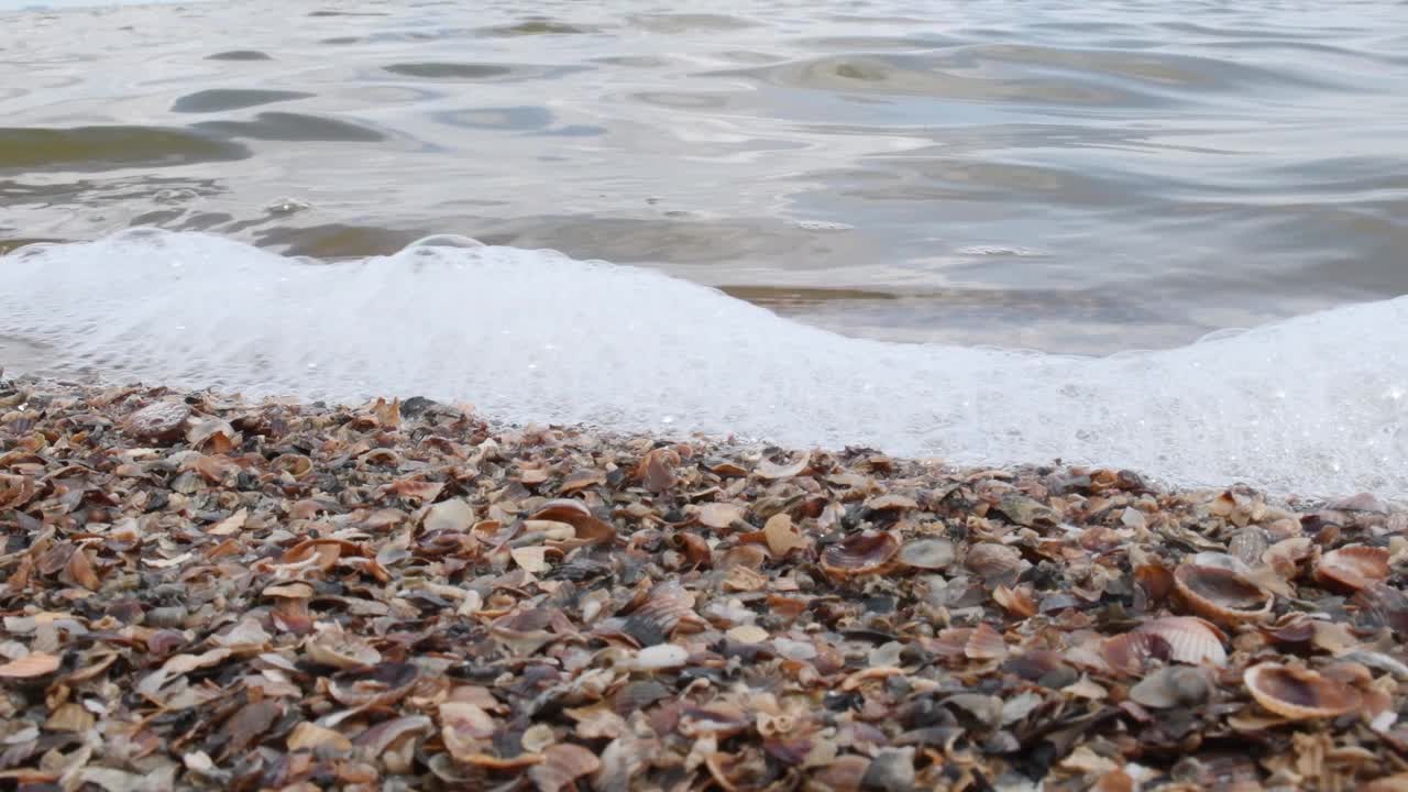 有贝壳的海岸线视频素材